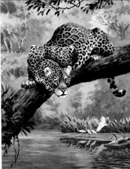 Jaguar. Painting by Walter Weber, National Geographic Society