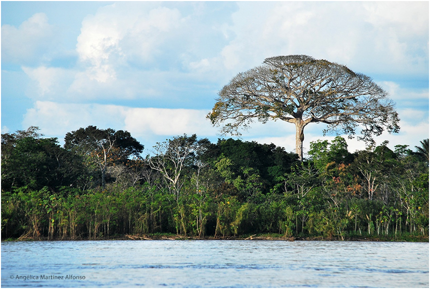 A_Navegando por el Amazonas © Angélica Martínez Alfonso.png